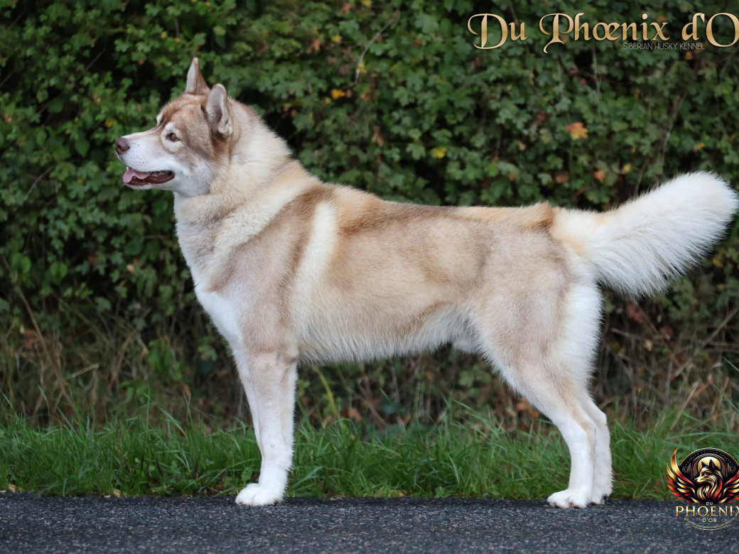 Photo 19 de Unix ultime touch the stars Du Phoenix D'Or