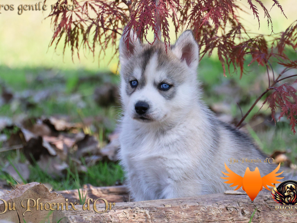Photo 10 de Mâle 4 - Twilight x Yoshi (Août 2025)