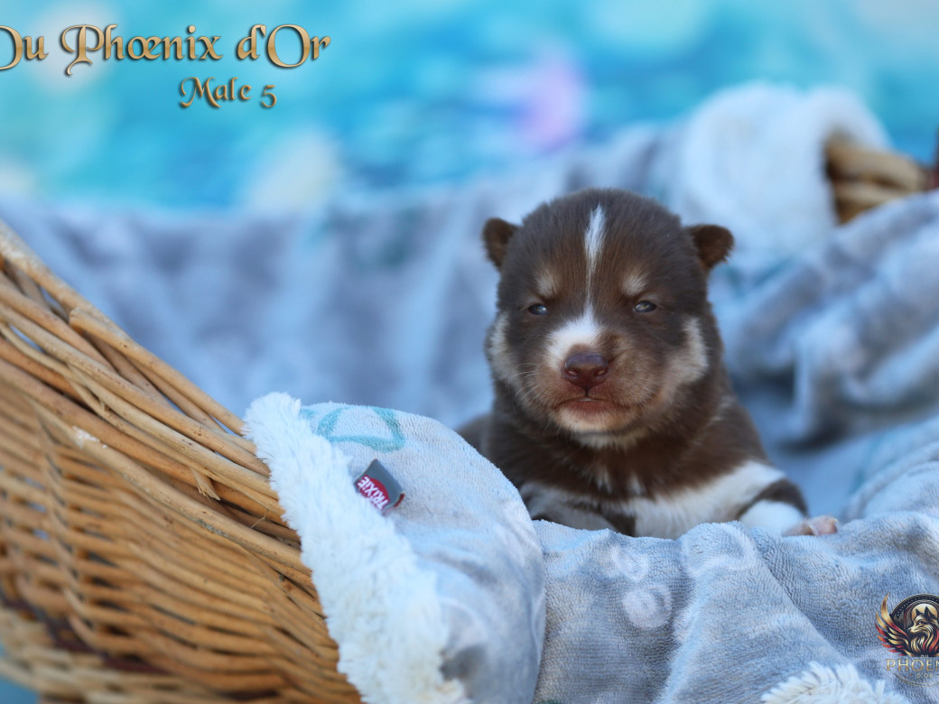 Photo 3 de Mâle 5 - Moon x Ultra (Mars 2026)