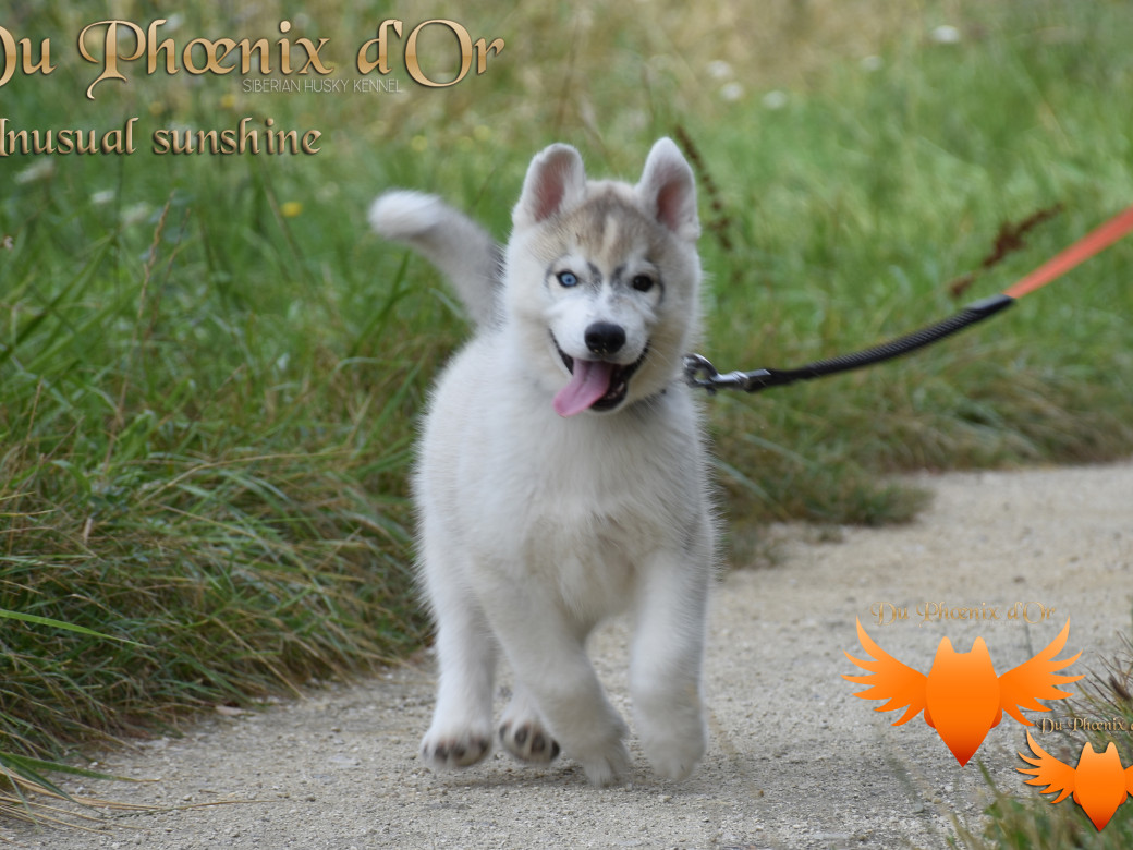 Picture of Unusual Sunshine du Phoenix d'or