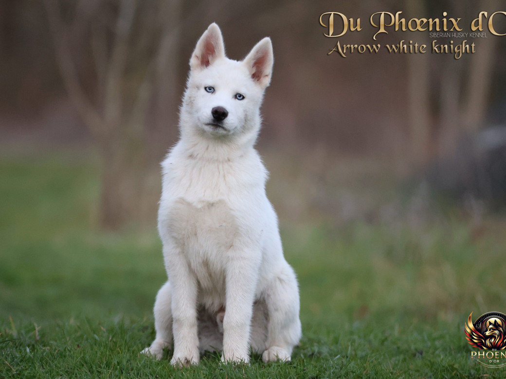 Photo 8 de Mâle 2 - Twilight x Yoshi (Août 2025)