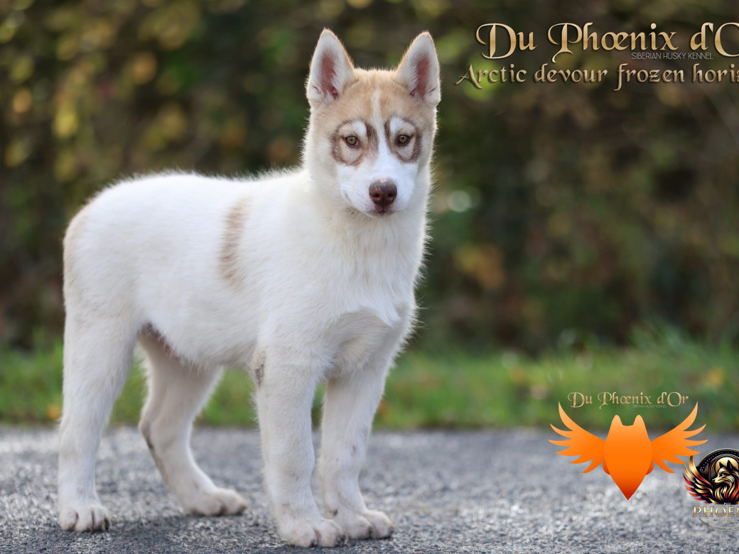 Photo 34 de Mâle 1 - Taïga x Ultra (Août 2025)