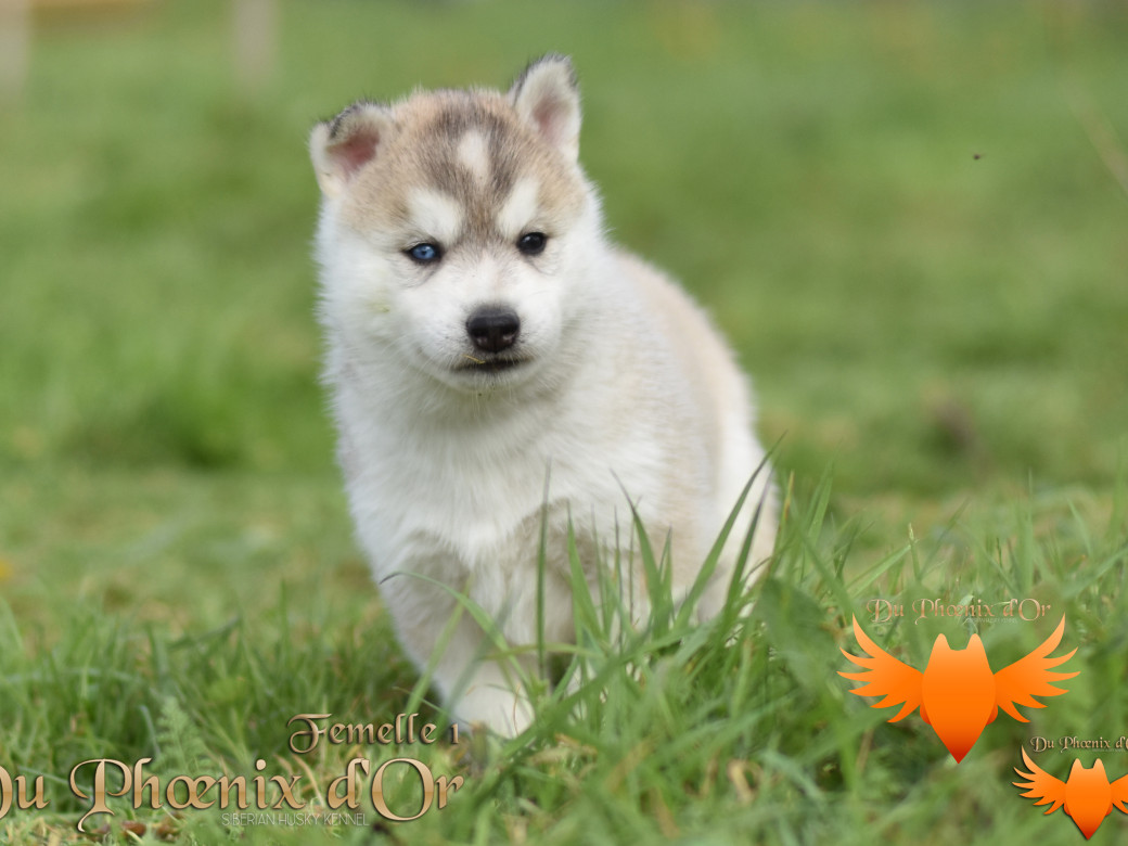 Picture of Vicky du Phoenix d'or - Moon & Shiiro