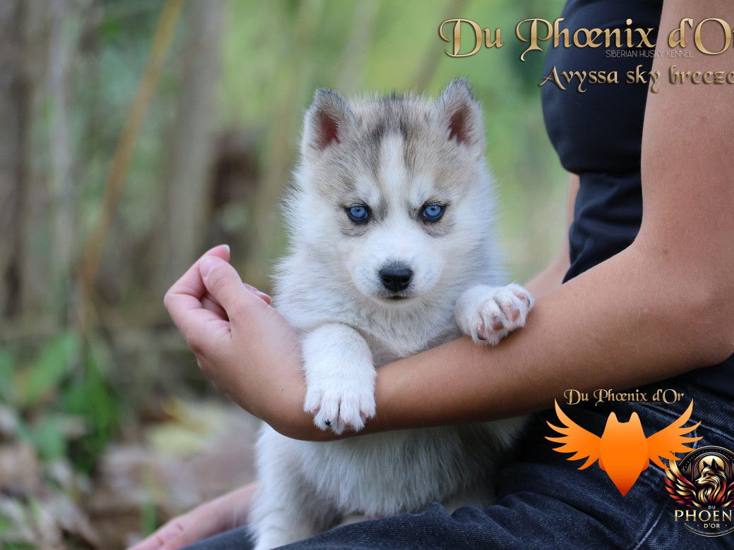 Photo 1 de Femelle 3 - Twilight x Yoshi (Août 2025)