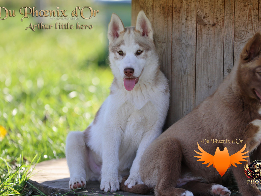 Photo 3 de Mâle 2 - Taïga x Ultra (Août 2025)