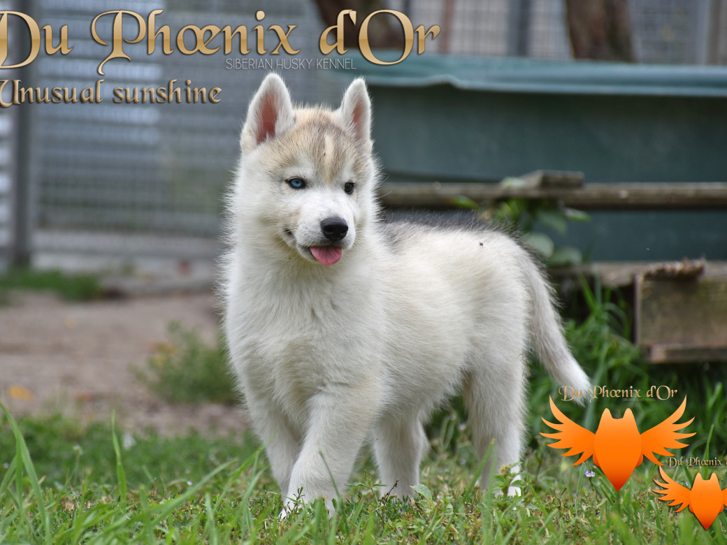 Picture of Unusual Sunshine du Phoenix d'or