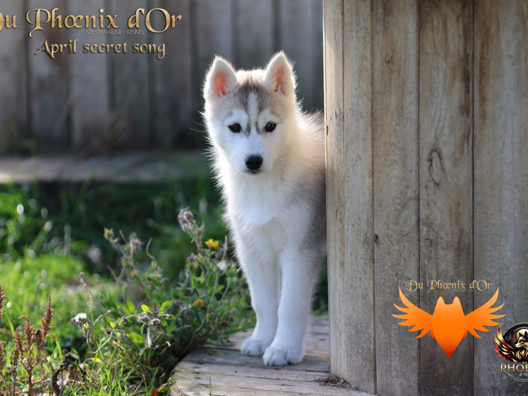 Photo 18 de Femelle 2 - Sweetie x Toruk (Septembre 2025)