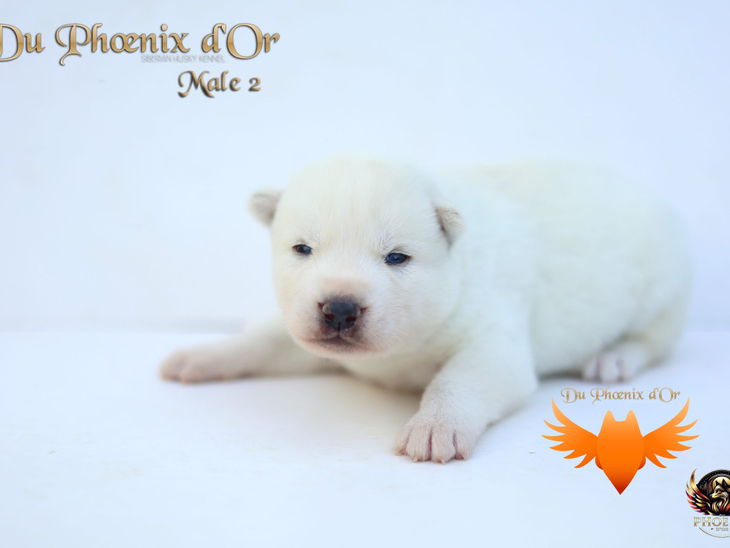 Photo 30 de Mâle 2 - Twilight x Yoshi (Août 2025)