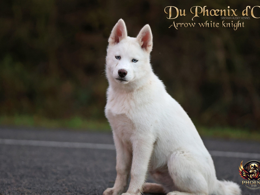 Photo 20 de Mâle 2 - Twilight x Yoshi (Août 2025)