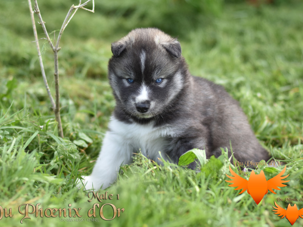 Picture of Vulcan du Phoenix d'or - Moon & Shiiro