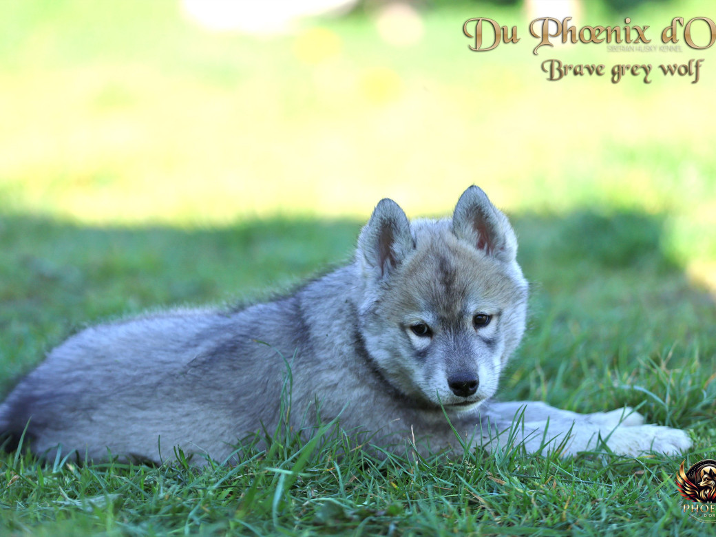 Photo 12 de Mâle 2 - Serena x Ragnar (Février 2026)