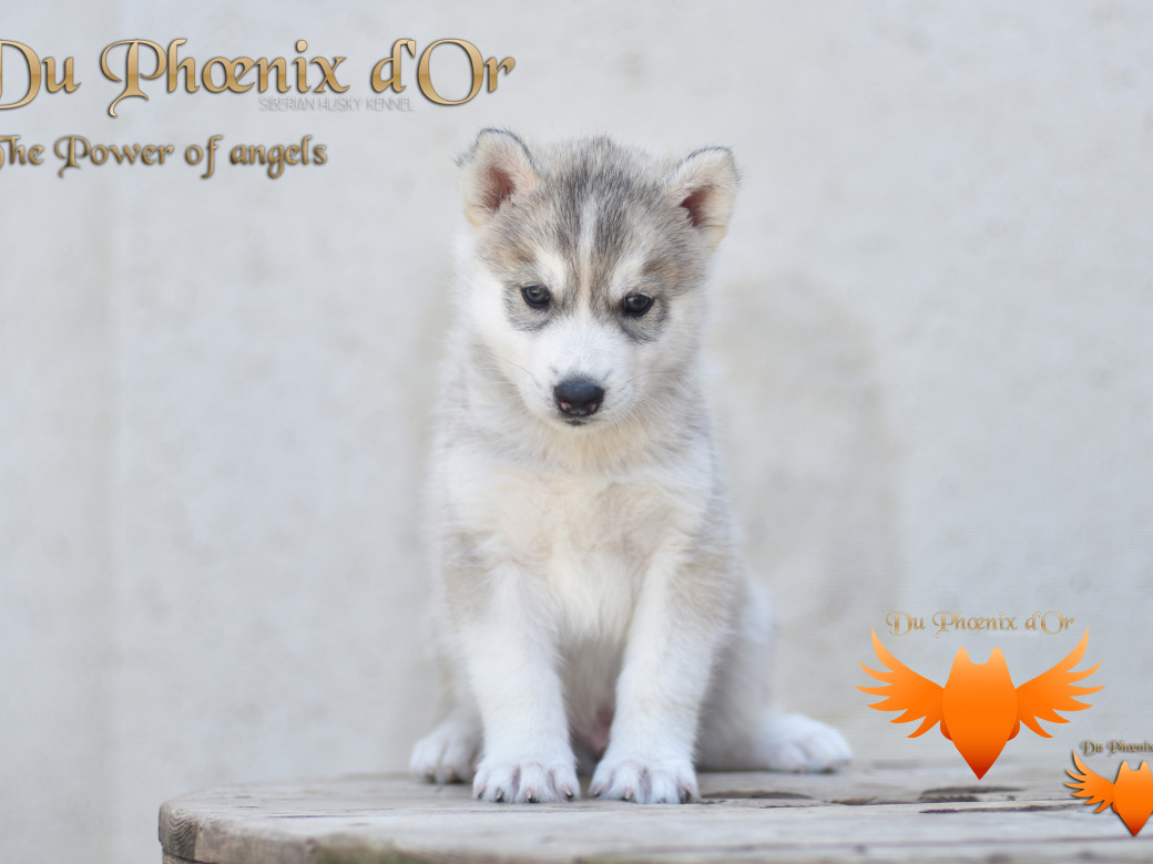 Photo 4 de The power of angels