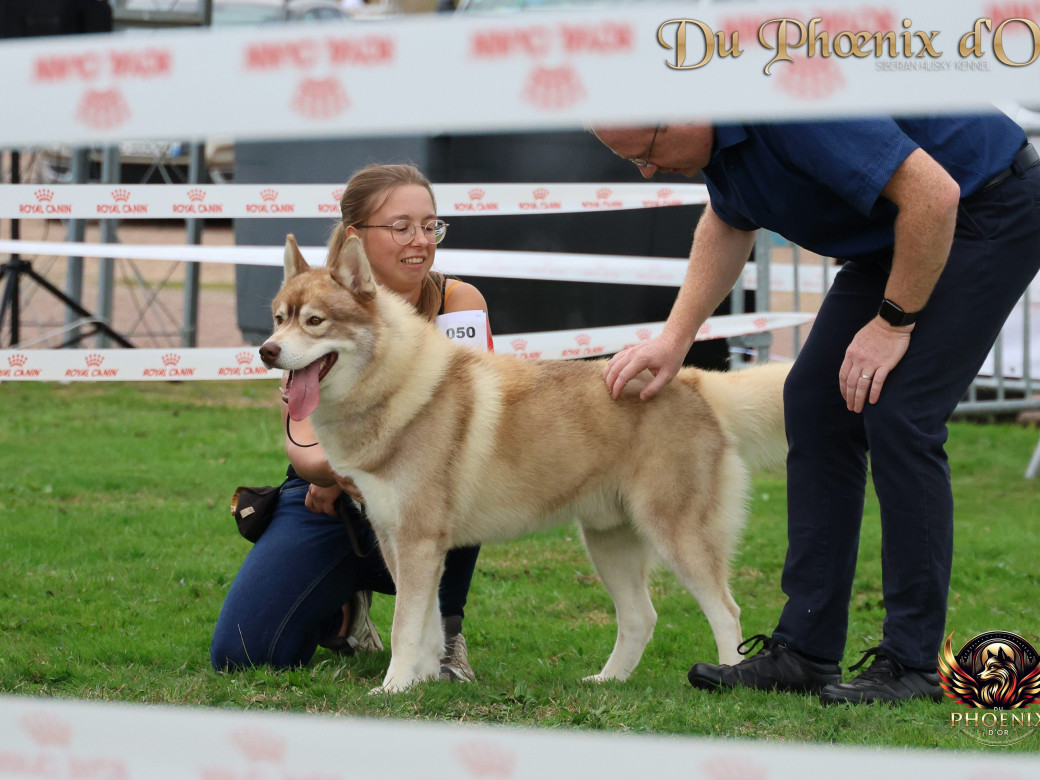 Photo 10 de Unix ultime touch the stars Du Phoenix D'Or