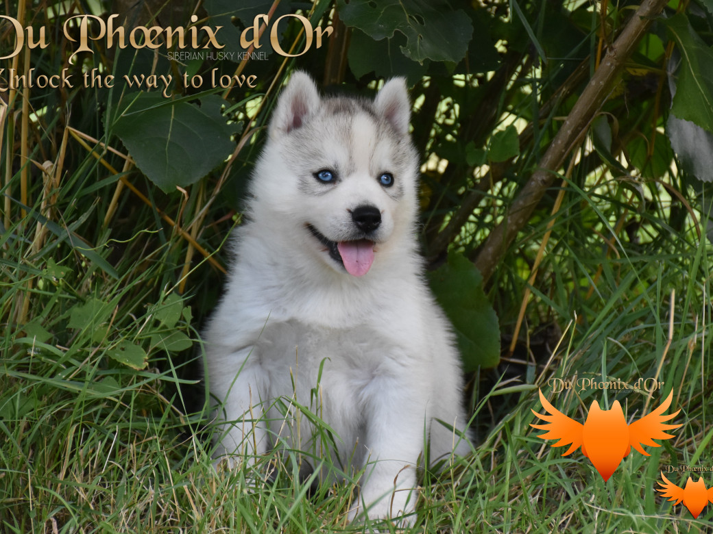 Picture of Unlock the way to love du Phoenix d'or