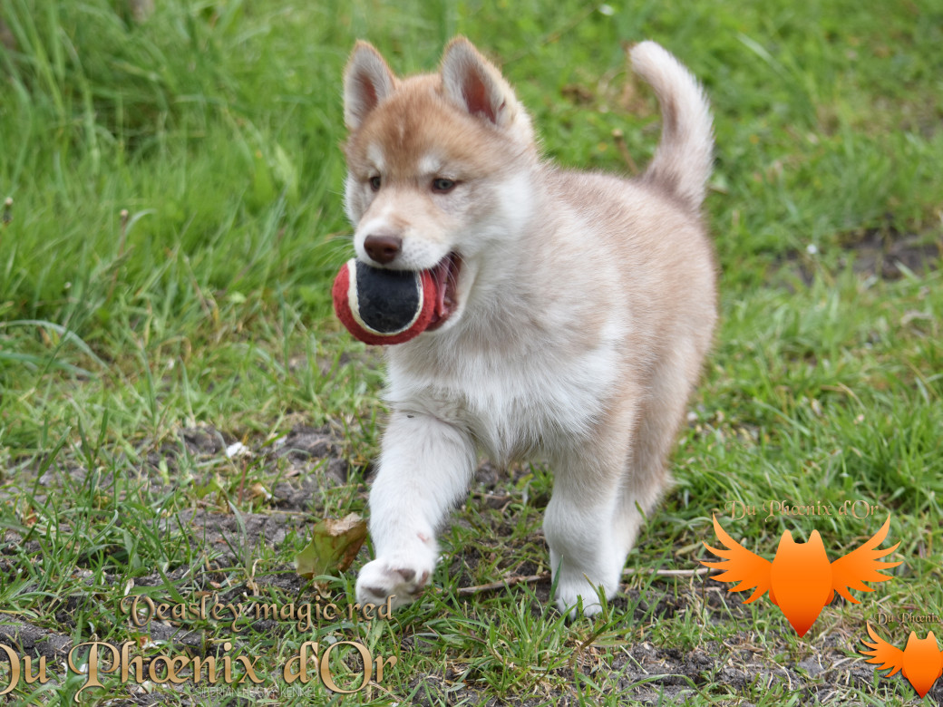 Picture of Veasley magic red du Phoenix d'or - Moon & Shiiro