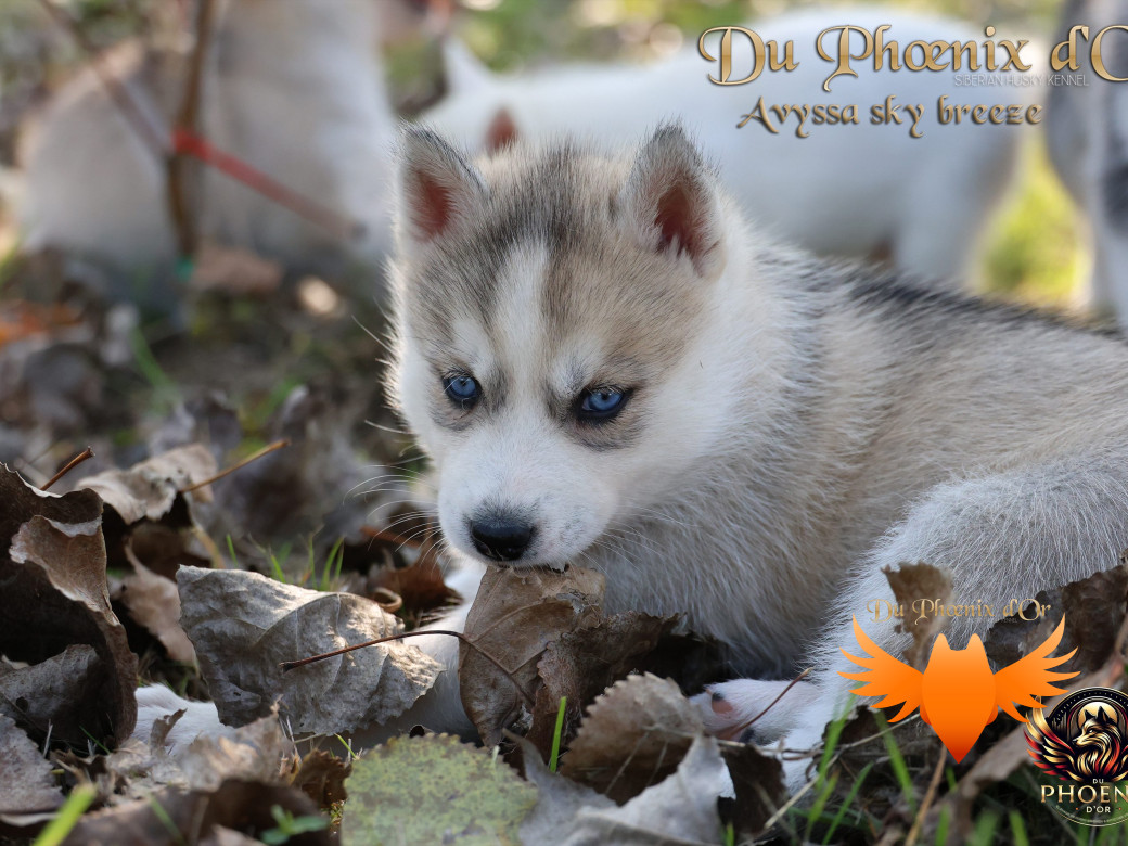 Photo 2 de Femelle 3 - Twilight x Yoshi (Août 2025)