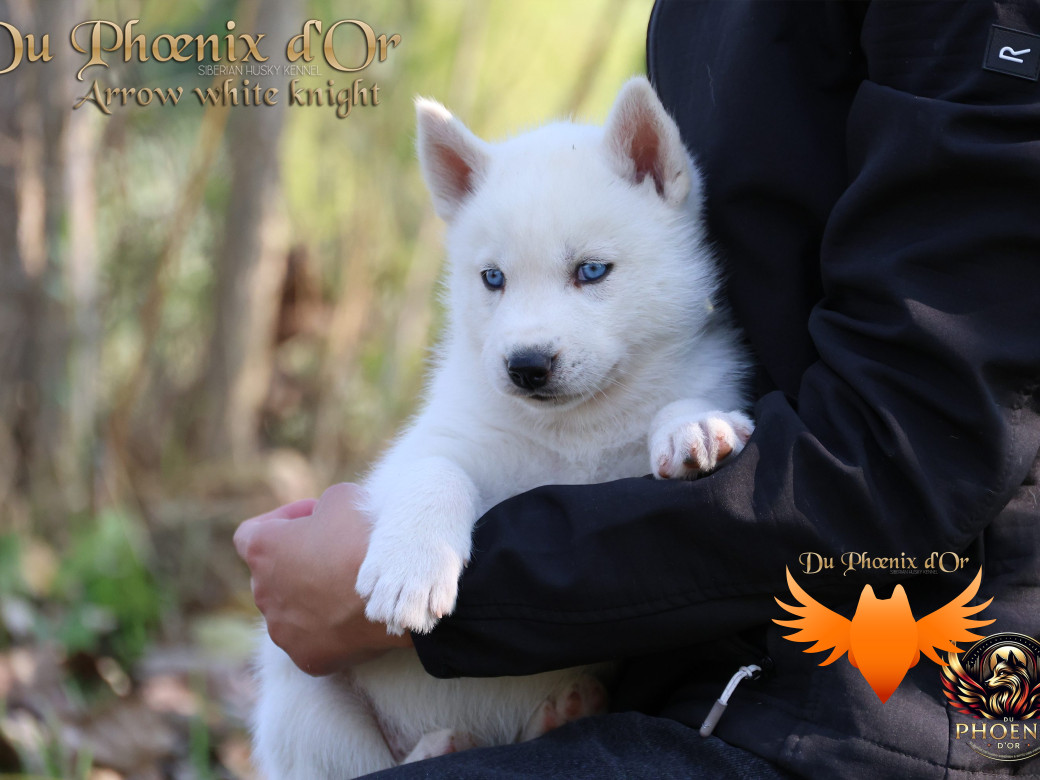 Photo 1 de Mâle 2 - Twilight x Yoshi (Août 2025)