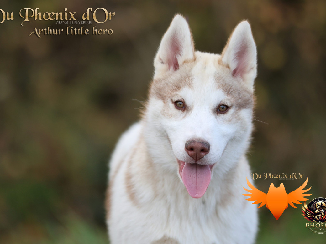 Photo 10 de Mâle 2 - Taïga x Ultra (Août 2025)