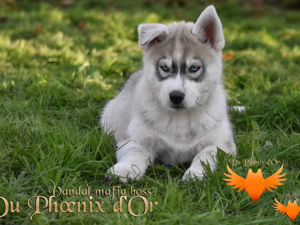 Picture of Vandal mafia boss du Phoenix d'or - Priprou