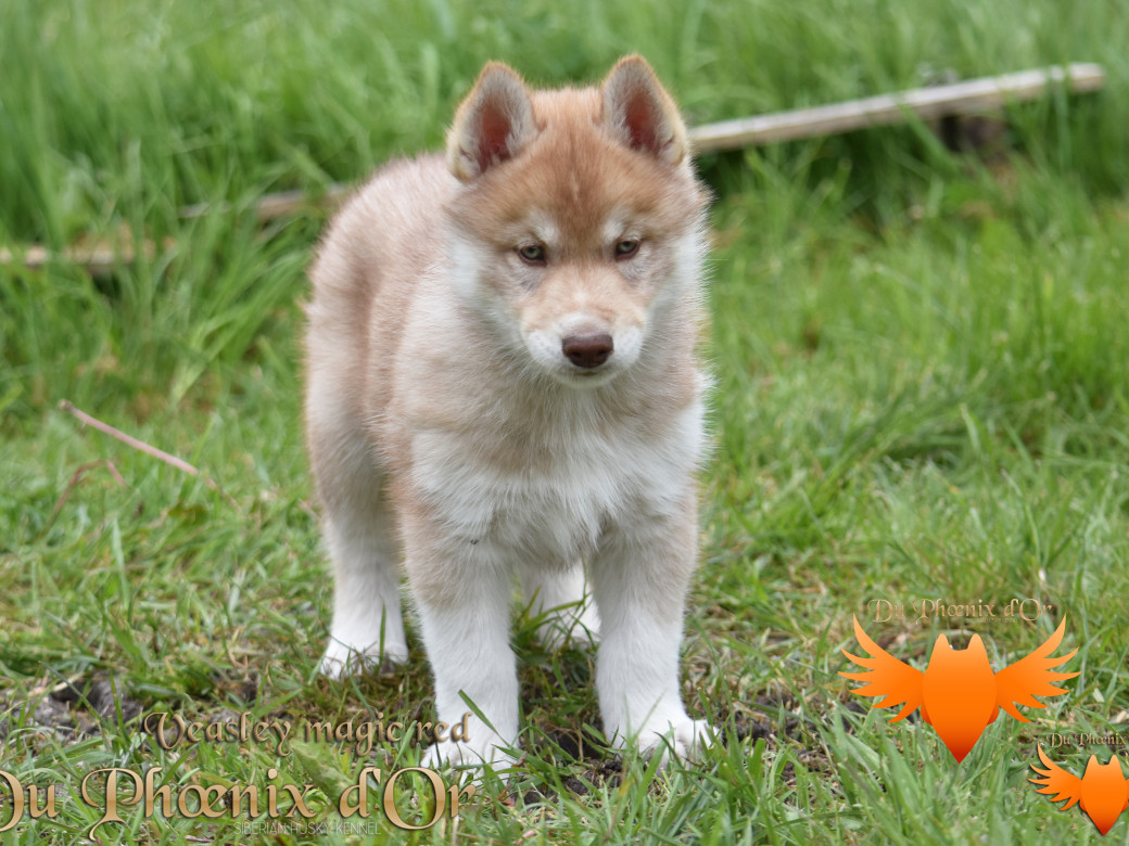 Picture of Veasley magic red du Phoenix d'or - Moon & Shiiro