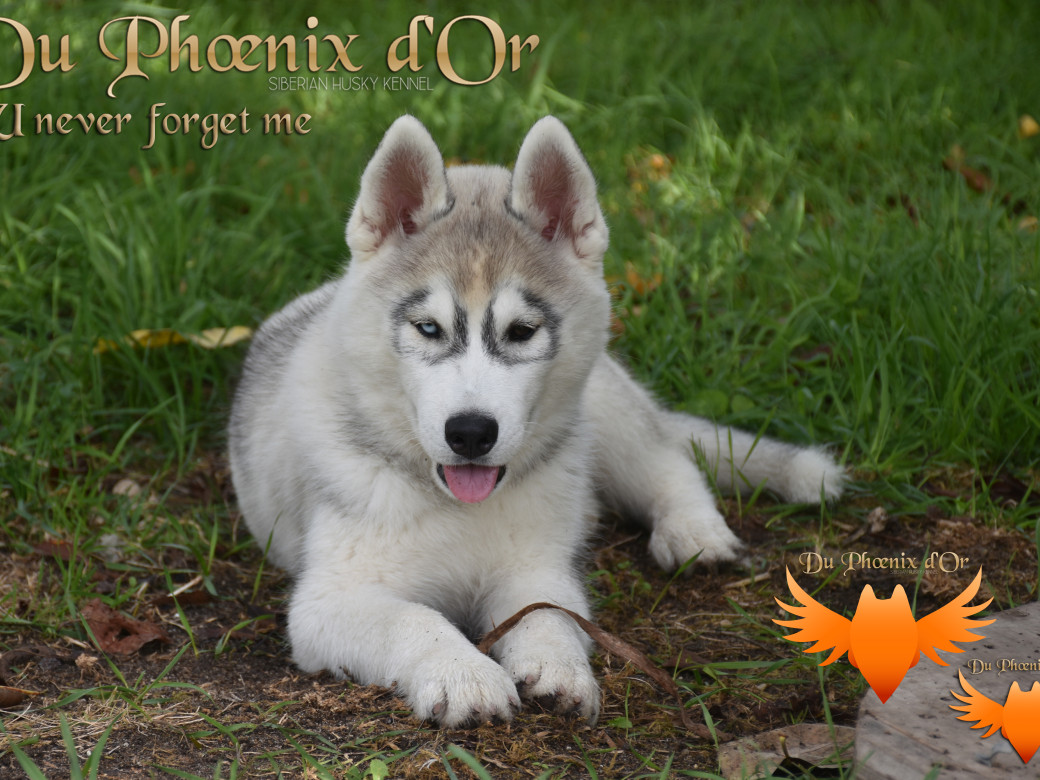Picture of U never forget me du Phoenix d'or (Ustang)