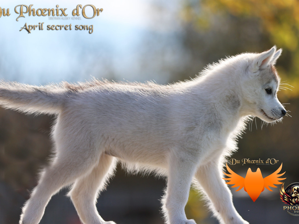 Photo 17 de Femelle 2 - Sweetie x Toruk (Septembre 2025)