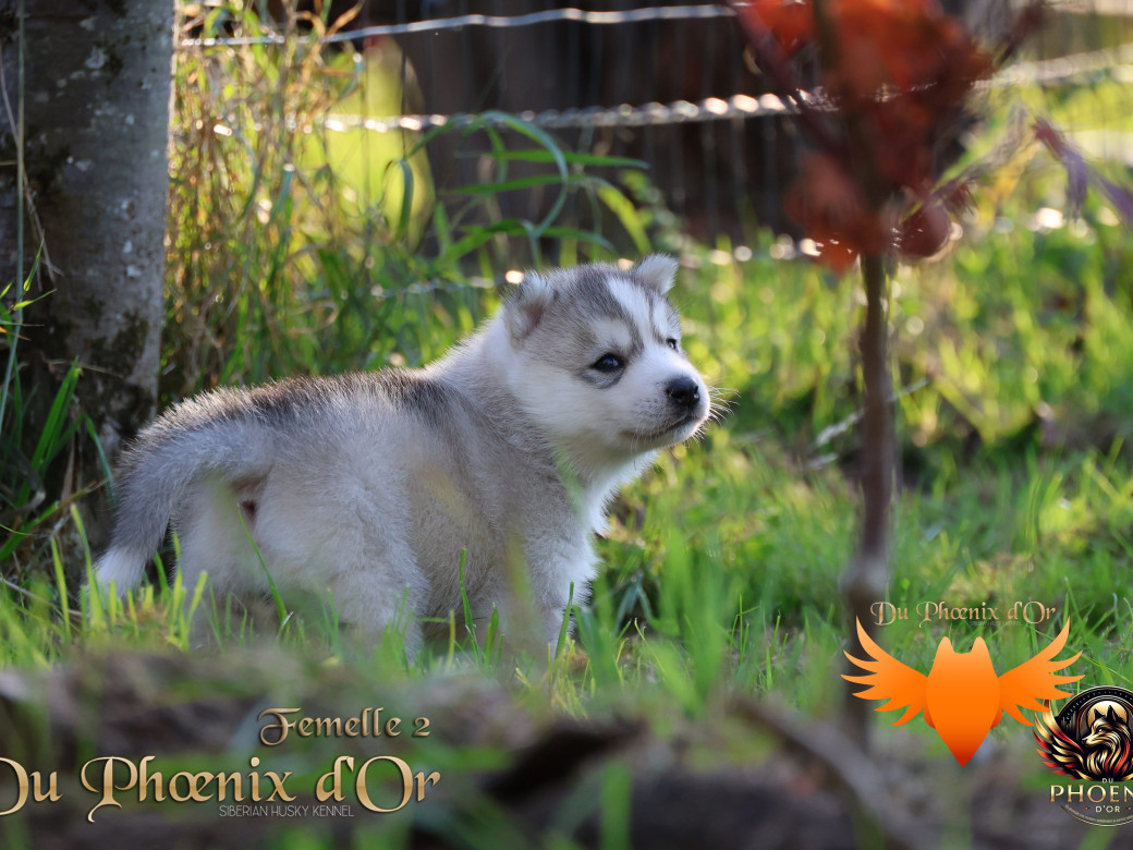 Photo 35 de Femelle 2 - Sweetie x Toruk (Septembre 2025)