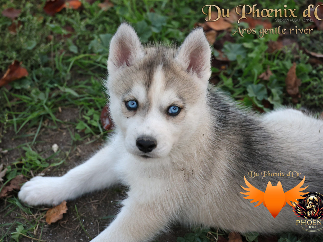 Photo 5 de Mâle 4 - Twilight x Yoshi (Août 2025)