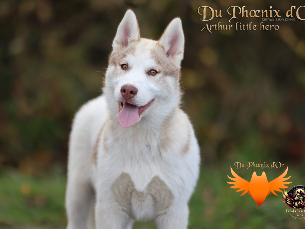 Photo 5 de Mâle 2 - Taïga x Ultra (Août 2025)