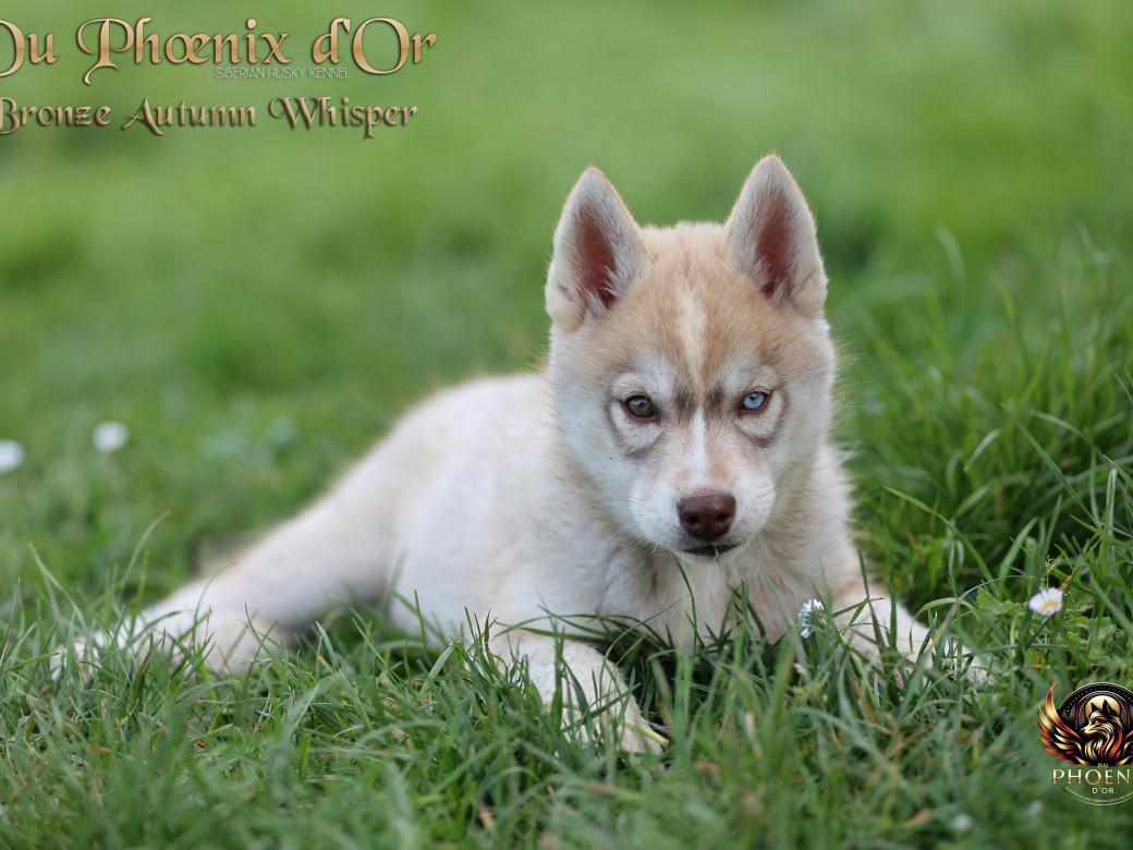 Photo 2 de Femelle 3 - Pandora x Moky (Janvier 2026)
