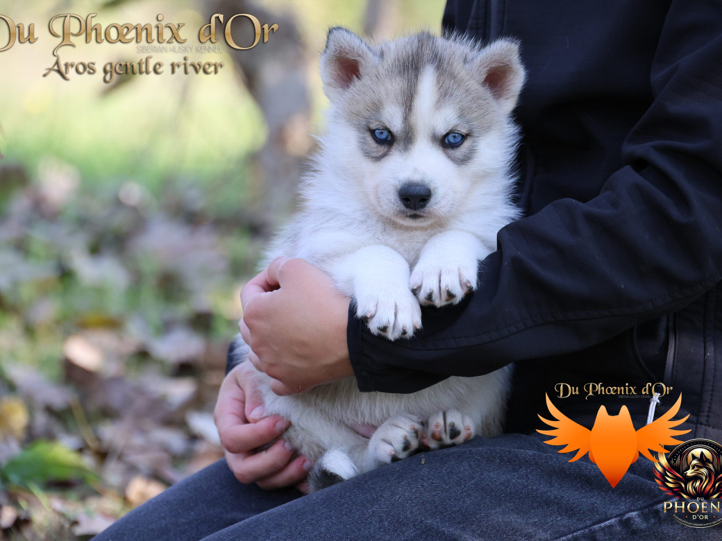 Photo 13 de Mâle 4 - Twilight x Yoshi (Août 2025)