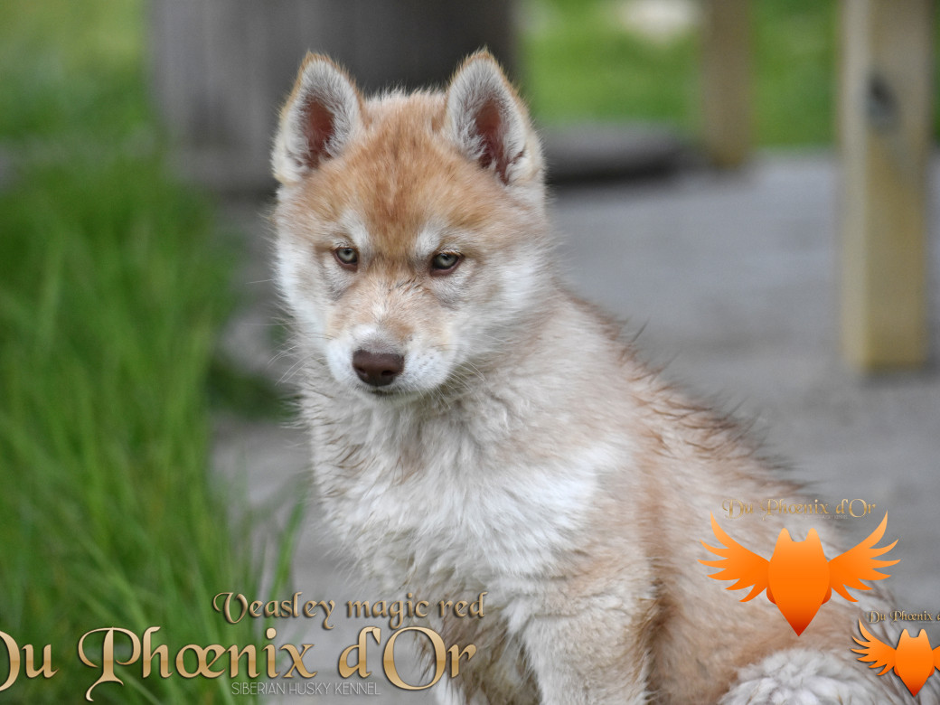 Picture of Veasley magic red du Phoenix d'or - Moon & Shiiro