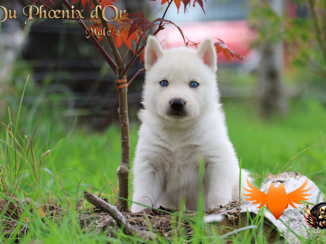 Photo 14 de Mâle 2 - Twilight x Yoshi (Août 2025)