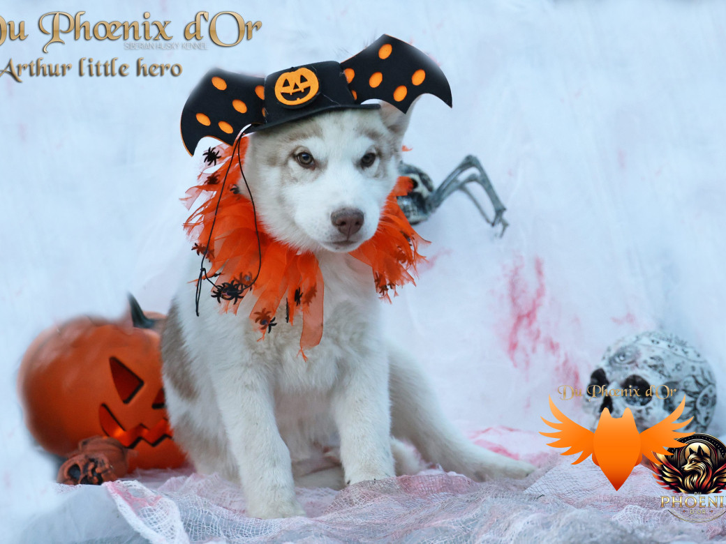 Photo 36 de Mâle 2 - Taïga x Ultra (Août 2025)