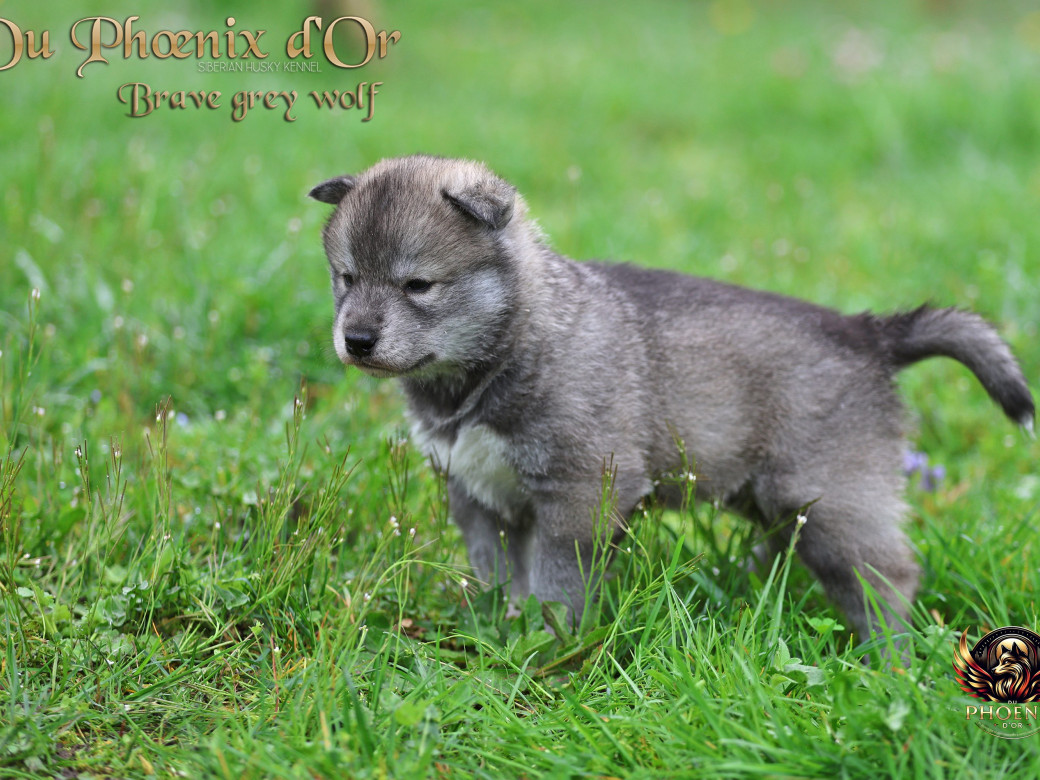 Photo 25 de Mâle 2 - Serena x Ragnar (Février 2026)