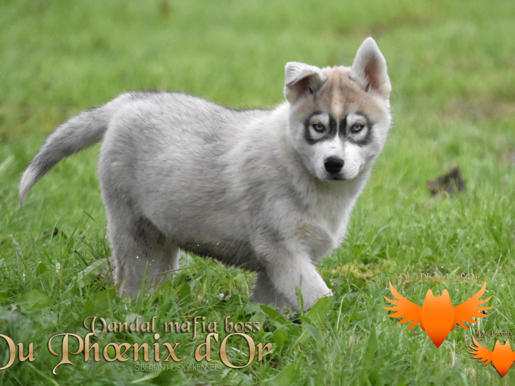Picture of Vandal mafia boss du Phoenix d'or - Priprou