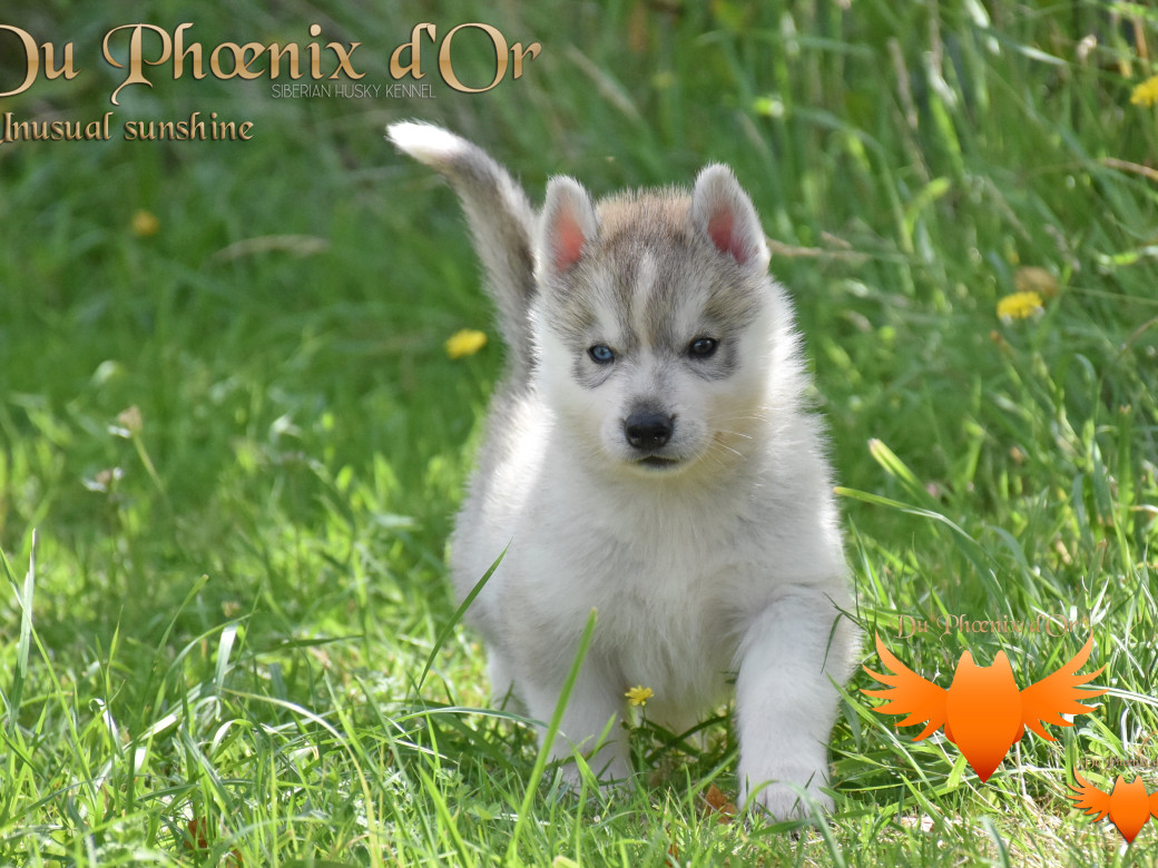 Picture of Unusual Sunshine du Phoenix d'or