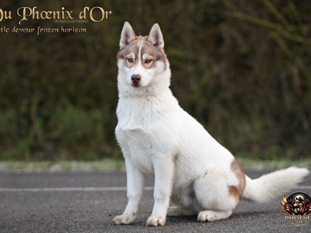 Photo 2 de Mâle 1 - Taïga x Ultra (Août 2025)