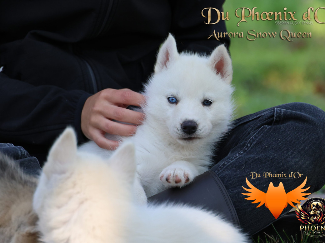 Photo 2 de Femelle 1 - Twilight x Yoshi (Août 2025)