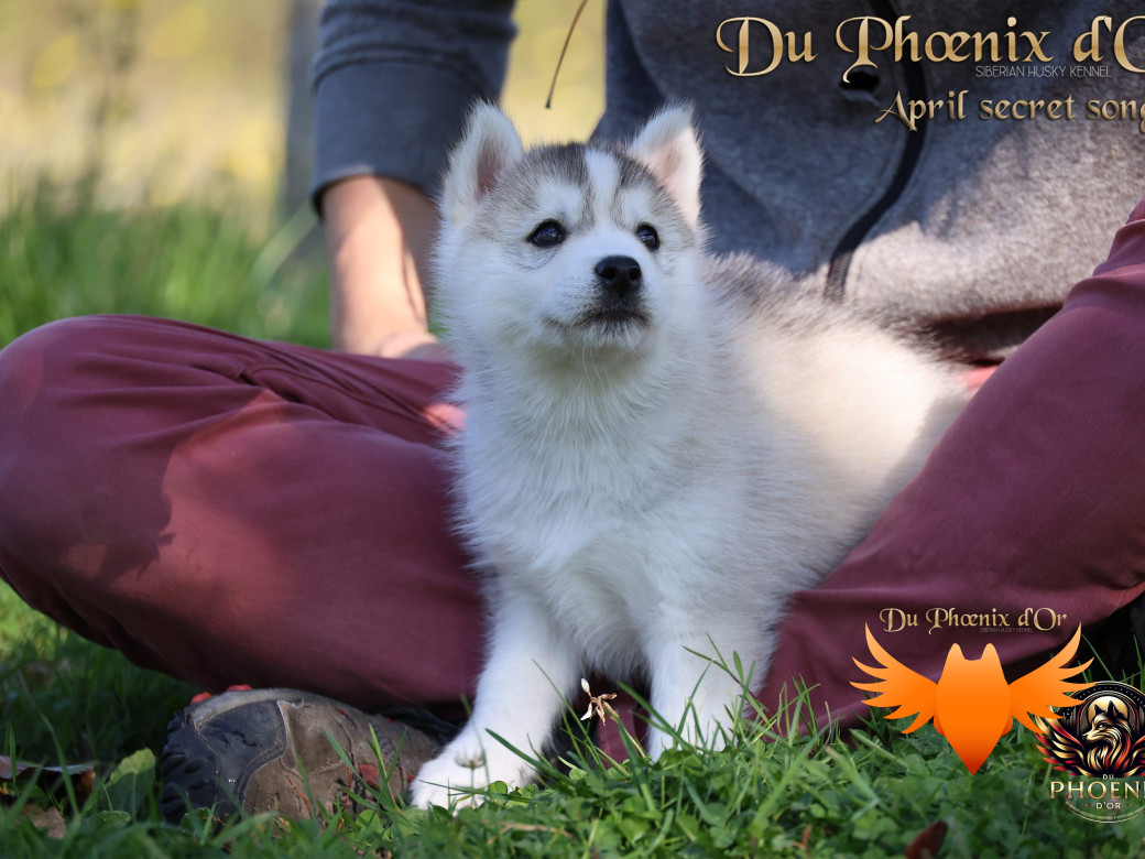 Photo 27 de Femelle 2 - Sweetie x Toruk (Septembre 2025)