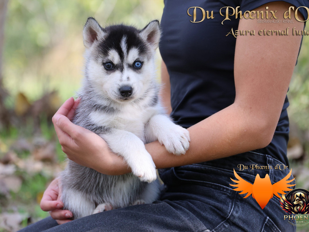 Photo 3 de Femelle 2 - Twilight x Yoshi (Août 2025)