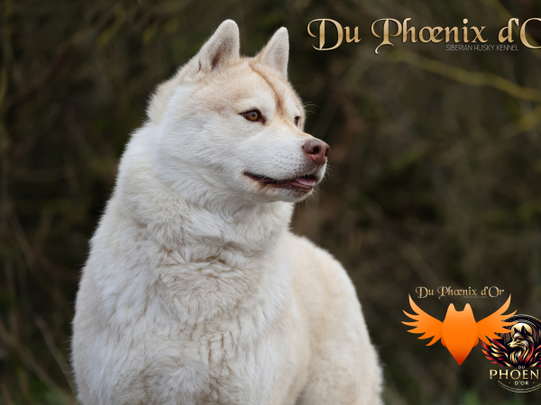 Image de l'animal
