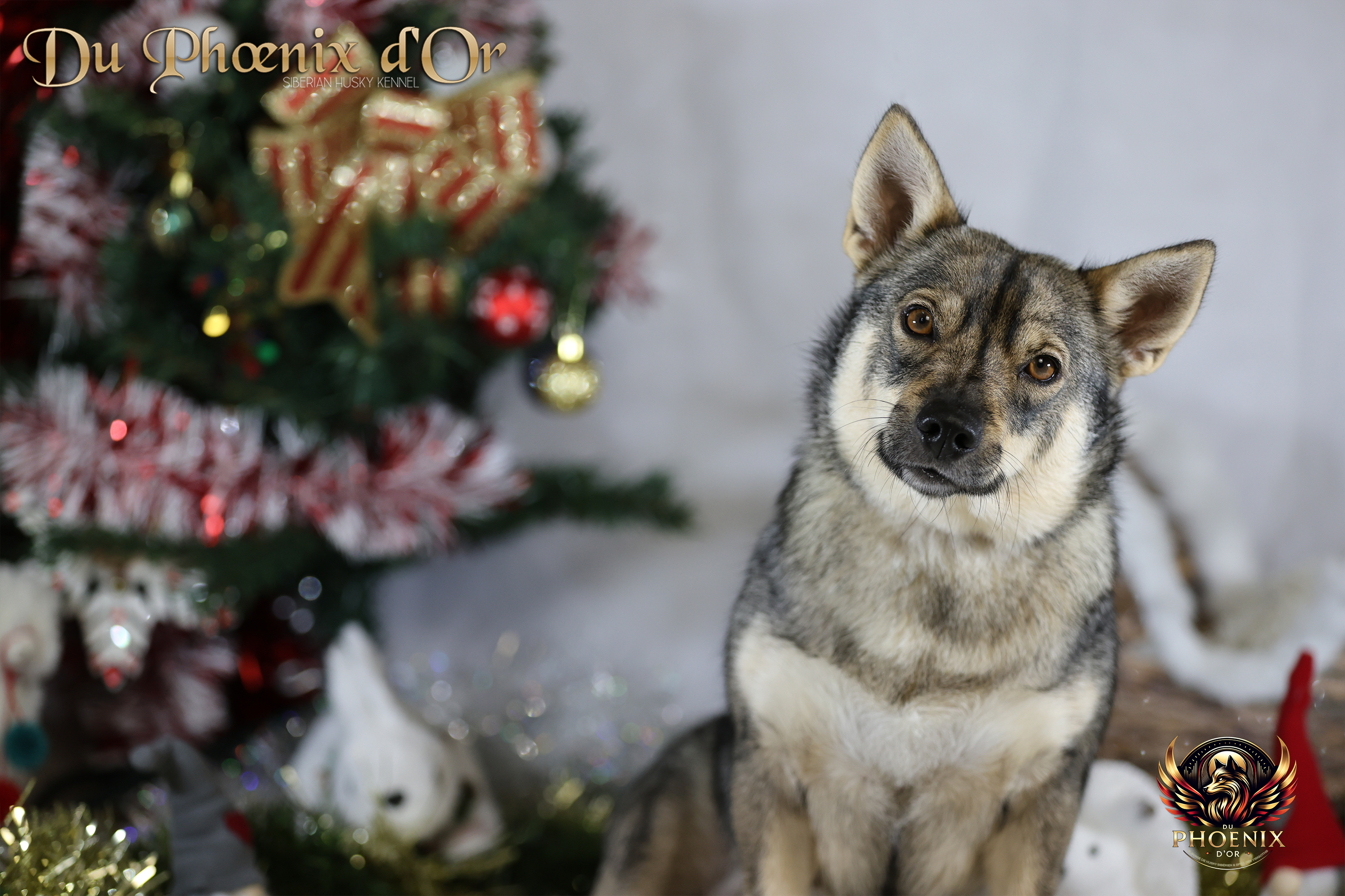 Portrait de Spitz des Visigoths