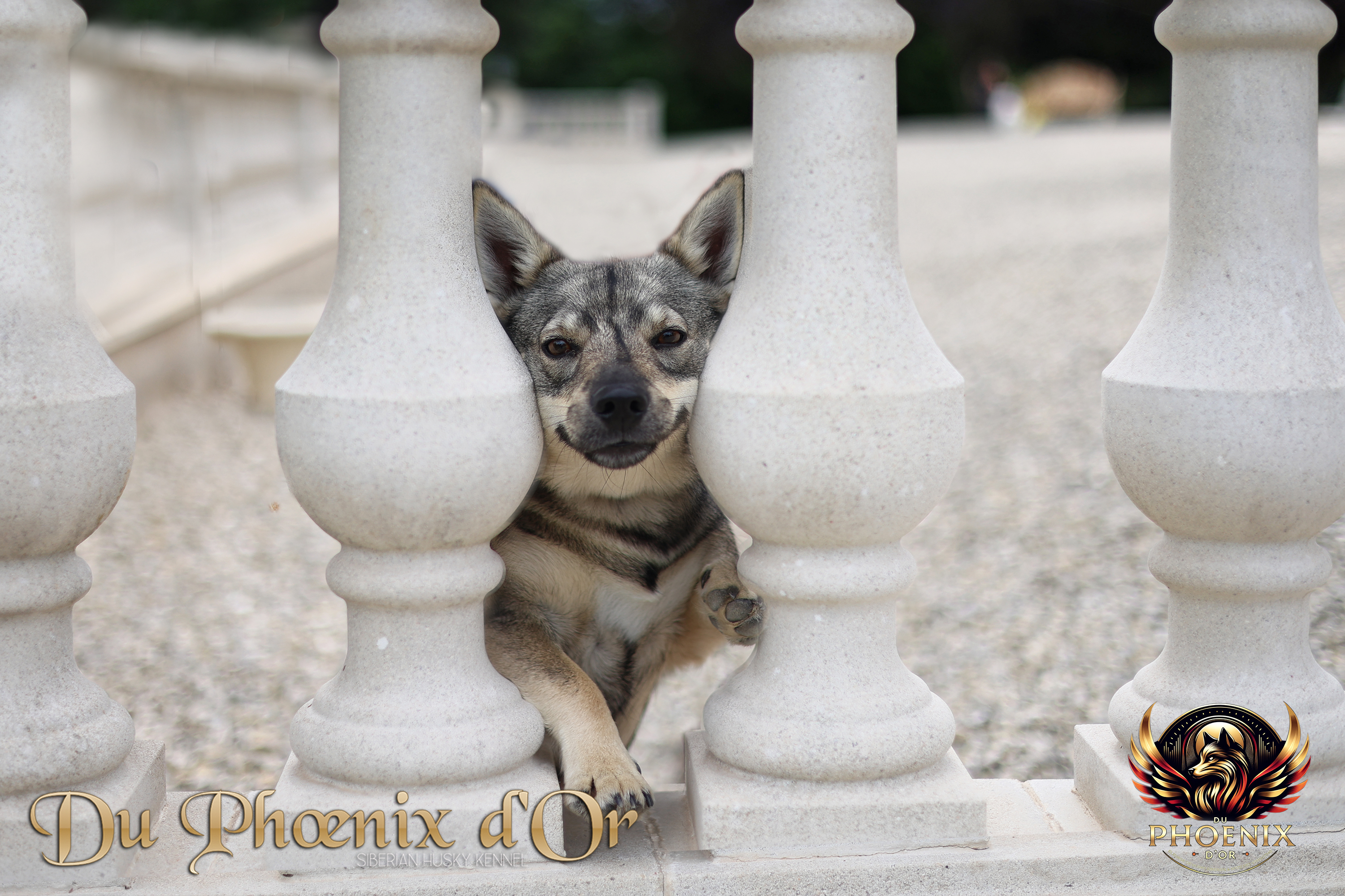 Vallhund su&eacute;dois au travail